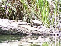 Tortue (Photo F. Mrugala) (4)